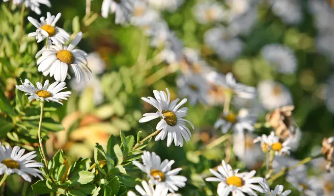 Stinky Plants -' title='12 Stinky Plants You May Not Want in Your Garden (Or At Least Not Next to the Front Door)