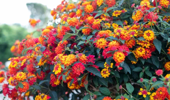 Stinky Plants - A Lantana bush filled with red/orange/yellow flowers with dark green stems.' title='12 Stinky Plants You May Not Want in Your Garden (Or At Least Not Next to the Front Door)