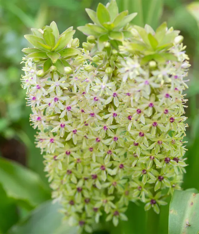 Stinky Plants - A close up photograph of the flowers of a Pineapple Lily. They are similar tube shapes to hyacinths but instead are a pale green with individual flowers making up the base each with a bright purple center. The top has a bright green plumage on top.' title='12 Stinky Plants You May Not Want in Your Garden (Or At Least Not Next to the Front Door)