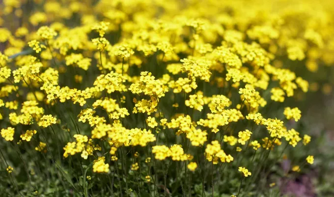 Stinky Plants - A large bed of small Yellow Alyssum flowers with dark green stems.' title='12 Stinky Plants You May Not Want in Your Garden (Or At Least Not Next to the Front Door)