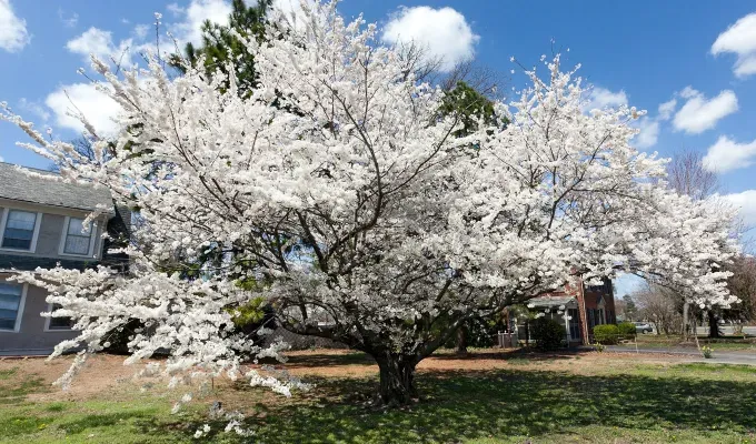 Stinky Plants - A large white Bradford Pear Tree in full bloom sits with white blossoms is planted in front of a number of houses. The sky is a bright blue with lots of clouds.' title='12 Stinky Plants You May Not Want in Your Garden (Or At Least Not Next to the Front Door)