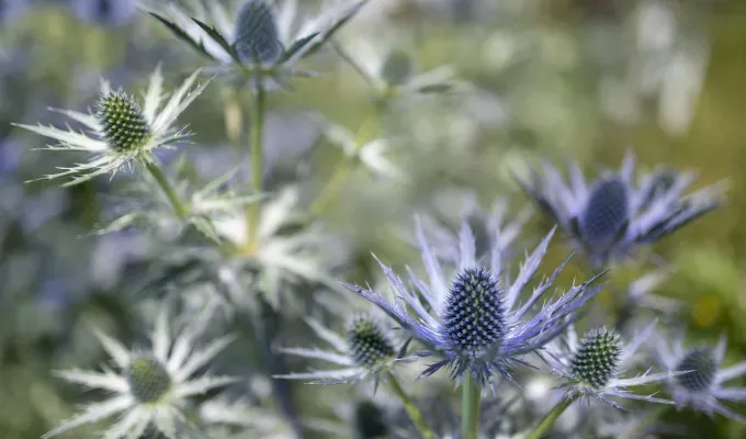 Stinky Plants - A cluster of Sea Holly plants with pale green stems and puffy and spiky pale purple blossoms.' title='12 Stinky Plants You May Not Want in Your Garden (Or At Least Not Next to the Front Door)