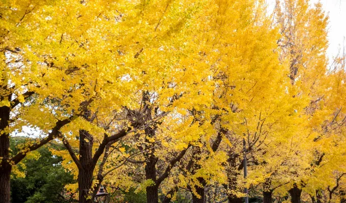 Stinky Plants - A number of large Ginko trees in full bloom with yellow leave are planted in a row.' title='12 Stinky Plants You May Not Want in Your Garden (Or At Least Not Next to the Front Door)