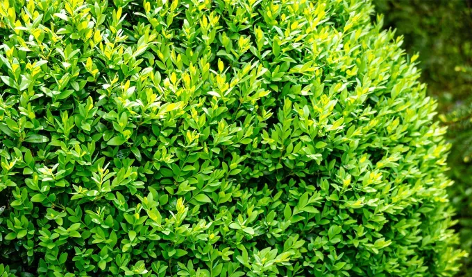 Stinky Plants - A large Boxwood bush made up of waxy bright green colored leaves.' title='12 Stinky Plants You May Not Want in Your Garden (Or At Least Not Next to the Front Door)
