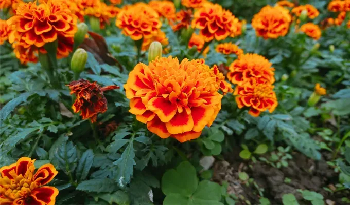Stinky Plants - A bed of bright orange Marigold flowers with an ombre red center.' title='12 Stinky Plants You May Not Want in Your Garden (Or At Least Not Next to the Front Door)