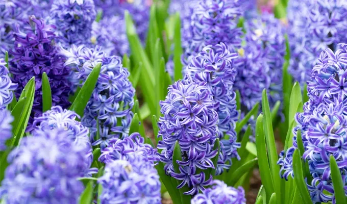 Stinky Plants - A bed of bright purple hyacinth flowers each made up of smaller blooms.' title='12 Stinky Plants You May Not Want in Your Garden (Or At Least Not Next to the Front Door)