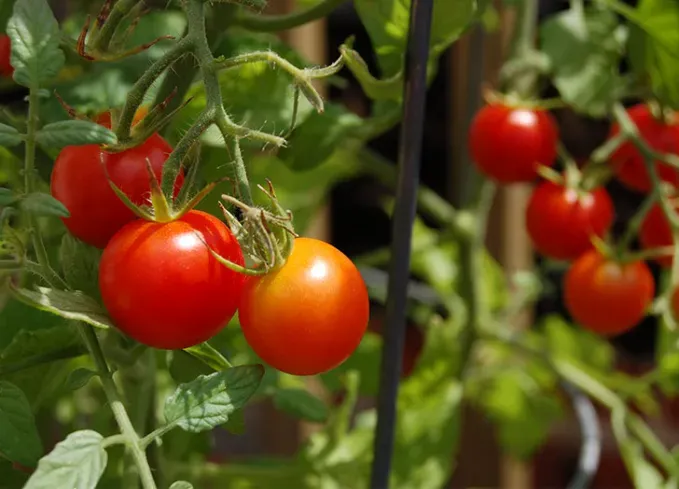 what not to plant with peppers tomato' title='Wondering What Not to Plant with Peppers? Here’s What to Avoid—and What’s Worth Trying