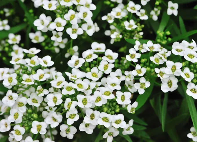what not to plant with peppers sweet alyssum' title='Wondering What Not to Plant with Peppers? Here’s What to Avoid—and What’s Worth Trying