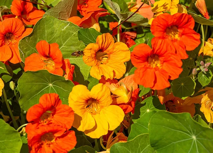 what not to plant with peppers nasturtium' title='Wondering What Not to Plant with Peppers? Here’s What to Avoid—and What’s Worth Trying