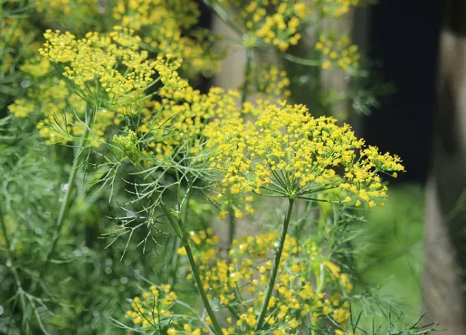 what not to plant with pepper dill' title='Wondering What Not to Plant with Peppers? Here’s What to Avoid—and What’s Worth Trying