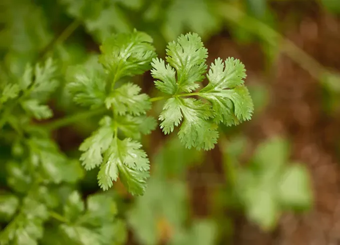 what not to plant with peppers cilantro' title='Wondering What Not to Plant with Peppers? Here’s What to Avoid—and What’s Worth Trying