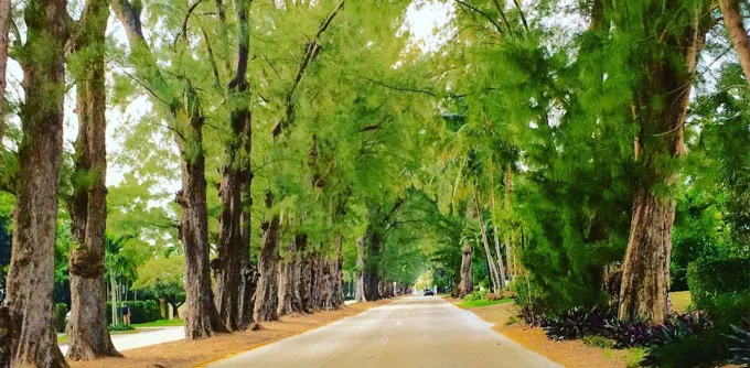 pine tree drive miami beautiful streets wide' fetchpriority='auto' title='The Most Beautiful Streets in Miami