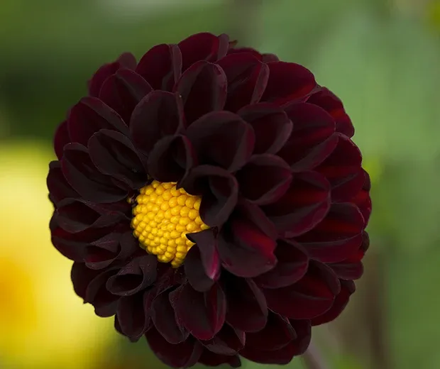 14 kukkia, joilla on negatiivinen merkitys