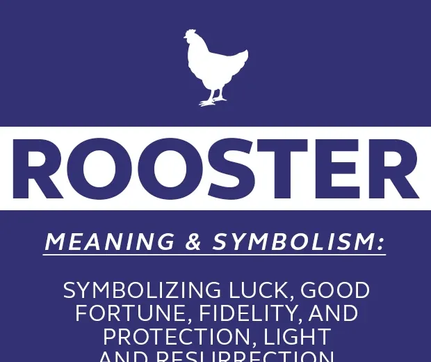Spirituele betekenis en symboliek van een haan
