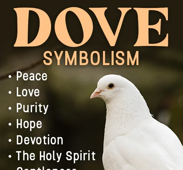 Kyyhkynen symbolismi