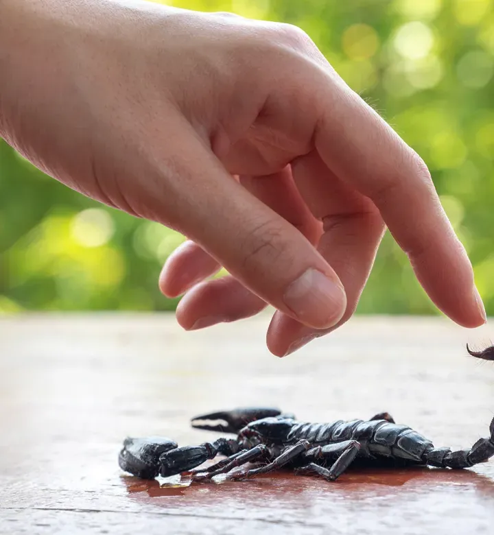 5 asiaa, jotka on tiedettävä ennen skorpionin treffailua