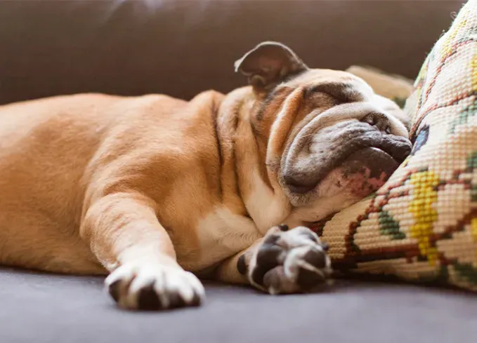 calming pictures 12' fetchpriority='auto' title='13 Calming Pictures That Will Make You Feel Better About the World Right Now