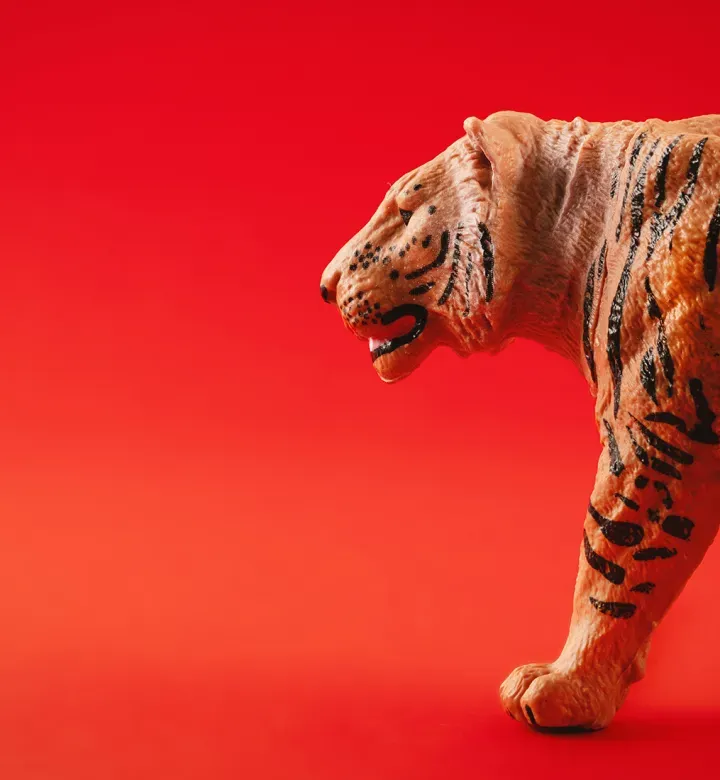 Tigris kínai állatöv kompatibilitása: A legjobb és a legrosszabb romantikus mérkőzések