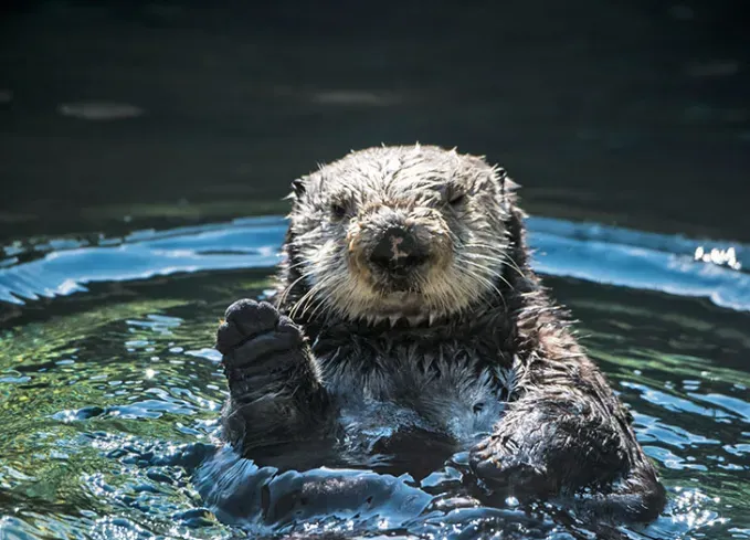 indoor activities for adults pictures of cute animals' fetchpriority='auto' title='64 Indoor Activities for Adults That Are Perfect for Those Rainy Days